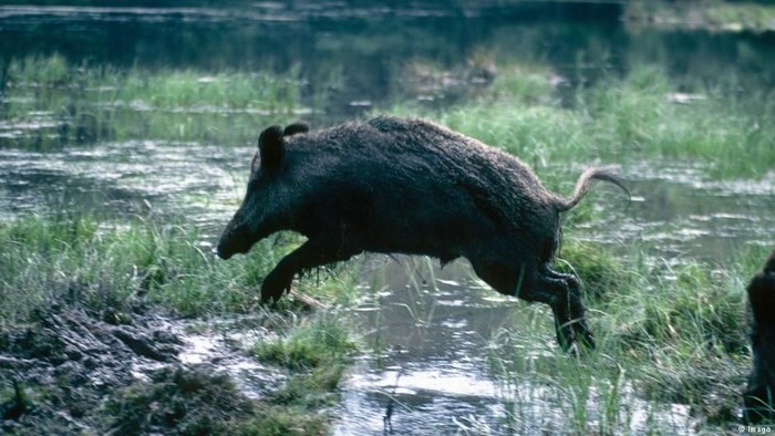 Denmark akan Bangun Pagar Kontroversial Anti Babi Hutan di Perbatasan Jerman
