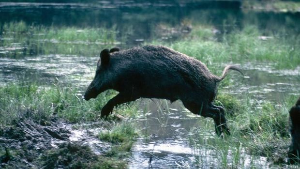 Denmark akan Bangun Pagar Kontroversial Anti Babi Hutan di Perbatasan Jerman