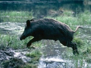 Memahami Babi Hutan yang Mengamuk dan Tewaskan Warga Banyumas