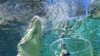 Besarnya buaya air asin jika dibandingkan dengan manusia. Foto: Boredpanda