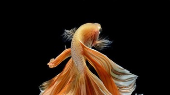 (Foto: Visarute Angkatavanich)