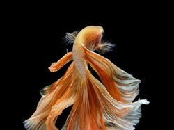 Fotografer Dewa Memotret Ikan Bikin Apple Kepincut