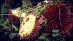 Buah Eksotis dari Pedalaman Kalimantan, Ada Durian Merah