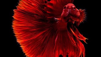 (Foto: Visarute Angkatavanich)