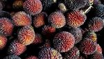 Buah Eksotis dari Pedalaman Kalimantan, Ada Durian Merah