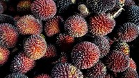 Buah yang mirip rambutan ini namanya maritam. Kulitnya berwarna merah gelap cenderung hitam. Rasanya juga sama seperti rambutan. Foto: Istimewa