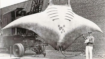 Manusia tampak mungil jika berada di sebelah giant oceanic manta ray. Foto: Boredpanda