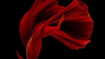 (Foto: Visarute Angkatavanich)