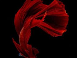 Fotografer Dewa Memotret Ikan Bikin Apple Kepincut