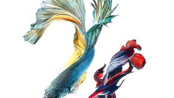 Foto ikannya dipajang sebagai wallpaper dan kotak dus iPhone 6 dan 6s.  (Foto: Visarute Angkatavanich)