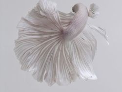 Fotografer Dewa Memotret Ikan Bikin Apple Kepincut