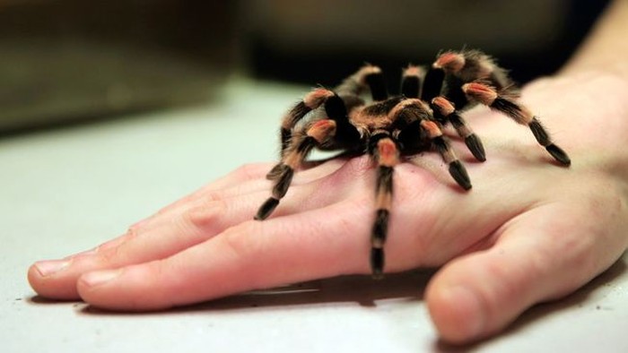Taco Tarantula
