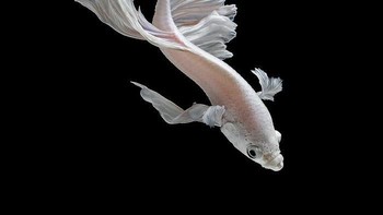 (Foto: Visarute Angkatavanich)