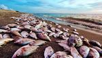 Banyak Hewan Laut Mati, Potret Miris Dampak Polusi Alga Beracun