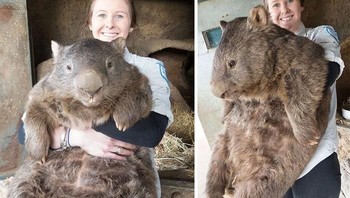 Hewan marsupial asal Australia bernama wombat ini ternyata bisa tumbuh hingga sebesar ini. Foto: Boredpanda