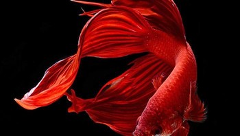 Foto ikan-ikannya bahkan terlihat seperti melayang di udara ketimbang terlihat berenang di dalam air. (Foto: Visarute Angkatavanich)