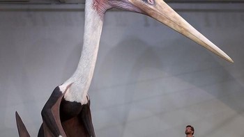 Jika manusia disandingkan dengan Quetzalcoatlus Northropi, hewan terbang terbesar yang pernah tercatat. Foto: Boredpanda
