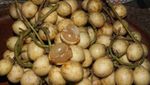 Buah Eksotis dari Pedalaman Kalimantan, Ada Durian Merah