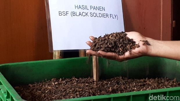 Manfaatkan Larva, Begini Cara Surabaya Kurangi Sampah