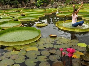 Bunga Teratai: Manfaat Hingga Filosofi yang Baik untuk Hidup