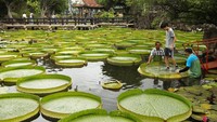 Festival bunga teratai raksasa di Taipei pertama kali diselenggarakan pada tahun 2013 dan disambut baik oleh masyarakat. Pada tahun 2014 festival bunga teratai raksasa ini memungkinkan masyarakat untuk duduk diatas bunga-bunga raksasa tersebut dan merasakan mengapun diatas air di Taman Shuangxi, Taiwan. Tyrone Siu/Reuters.