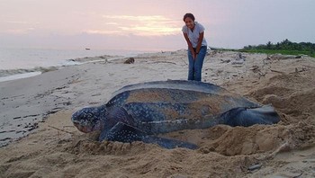 Potret giant leatherback sea turtle jika dibandingkan dengan manusia. Foto: Boredpanda