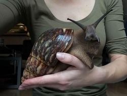 Tak Disangka, Hewan-hewan Ini Ternyata Berbadan Raksasa