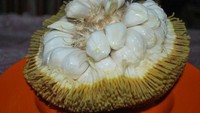 Buah tarap seperti sukun, kulitnya liat dan lengket. Bahkan kalau ditaruh di tangan akan menempel. Rasa buah ini sangat manis jadi selain disukai karena rasanya, buah ini juga disukai karena bisa mengembalikan energi. Foto: Istimewa