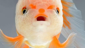 Dengan latar belakang hitam dan putih membuat hasil fotonya terlihat elegan dan memukau. (Foto: Visarute Angkatavanich)