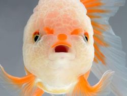 Fotografer Dewa Memotret Ikan Bikin Apple Kepincut