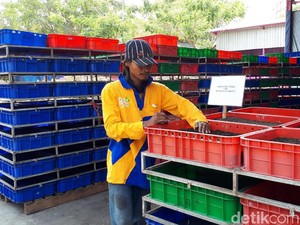 Manfaatkan Larva, Begini Cara Surabaya Kurangi Sampah