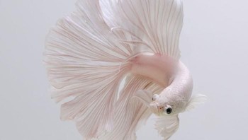 Dia adalah Visarute Angkatavanich, fotografer wanita usia 48 tahun, yang sudah berkecimpung di dunia fotografi selama 20 tahun. (Foto: Visarute Angkatavanich)