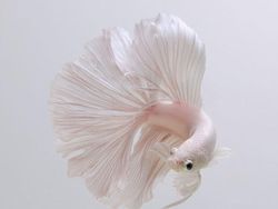 Fotografer Dewa Memotret Ikan Bikin Apple Kepincut