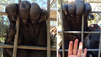 Besarnya tangan gorila jika disandingkan dengan tangan manusia. Foto: Boredpanda