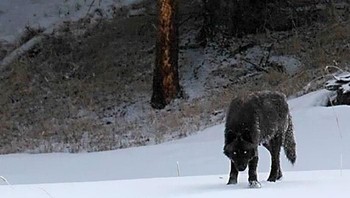Dua ekor coyote tampak kerdil jika bersebelahan dengan serigala. Foto: Boredpanda