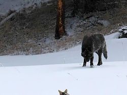 Tak Disangka, Hewan-hewan Ini Ternyata Berbadan Raksasa