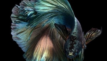 Karya Angkatavanich pun memikat brand smartphone ternama yakni Apple. (Foto: Visarute Angkatavanich)