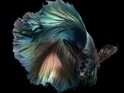 Fotografer Dewa Memotret Ikan Bikin Apple Kepincut