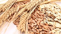 Jelai atau barley jadi santapan favorit Rasulullah juga. Gandum ini bahkan dianjurkan untuk disantap sebagai obat alami penurun panas.  Foto: Istock