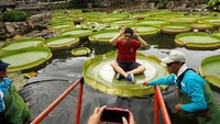 Para pengunjung pun berfoto untuk mengabadikan momen duduk diatas bunga teratai raksasa di Taman Shuangxi tersebut. Tyrone Siu/Reuters.