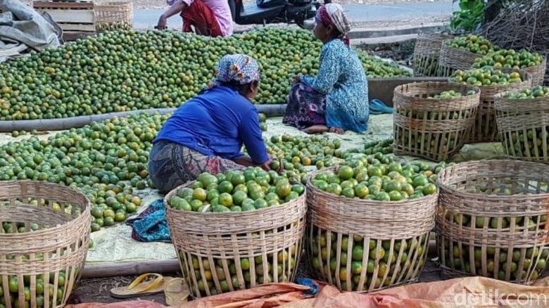 Panen Jeruk Siam di Pasuruan Merosot Ini Penyebabnya