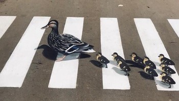 Lukisan 3D keluarga bebek melintas di zebra cross, salah satu upaya kreatif agar pengemudi tidak ngebut-ngebut di jalanan. (Foto: Brightside)