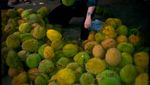 Intip Gaya Suami Bule Maudy Koesnaedi Saat Petik Pepaya hingga Pilih Durian