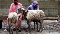 Dua orang di Lagos menjaga dua kambing untuk kurban. Reuters.
