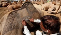 Di Pakistan, unta untuk kurban harus dicukur terlebih dulu agar terbentuk bulu dengan motif yang cantik. Reuters.