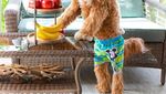 Yuk Kenalan Sama Reagan, Anjing yang Hobi Makan Bareng Tuannya!
