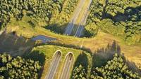 Jembatan Hewan Liar di Belgia. Pengendara mobil tak perlu khawatir memacu kecepatannya. Sebab, hewan liar punya jalur sendiri. Boredpanda/michielap.