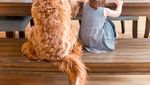 Yuk Kenalan Sama Reagan, Anjing yang Hobi Makan Bareng Tuannya!