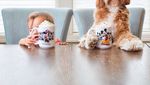 Yuk Kenalan Sama Reagan, Anjing yang Hobi Makan Bareng Tuannya!