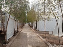 Ada Pohon Soekarno di Arab Saudi, Ternyata Begini Awal Mulanya